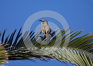 Curved-bill thrasher bird perched on palm tree branch