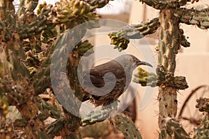 Curved bill thrasher in the cactus.
