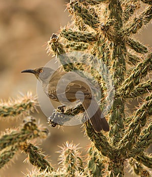 A desert bird