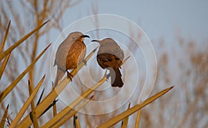 Curved billed thrasher pair gaze at each other