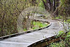 Curved boardwalk photo