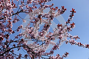 Curved branches of blossoming Prunus pissardii against blue sky