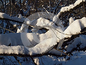 Curved branches of garden trees covered with snow and illuminated by the winter sun in an old garden