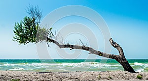 curved broken tree with dry twigs and green leaves on the beach against the backdrop of the sea and blue sky