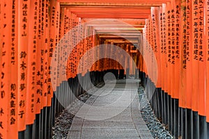 Curved corridor of Red Torii gates at Fushimi Inari Taisha Shinto shrine. Kyoto, Japan