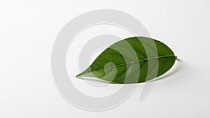 Curved creating a subtle shadow on the white background emphasizing