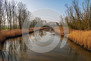 Curved creek with yellow reeds and bare trees reflected