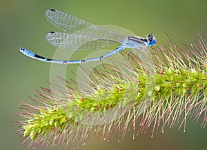 Curved damselfly on foxtail photo