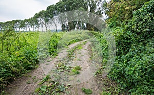 Curved dirt road partially overgrown with weeds