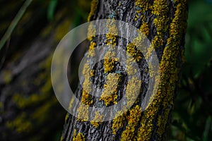 Curved embossed textured tree trunk with bright yellow moss in green grass with leaves, forest