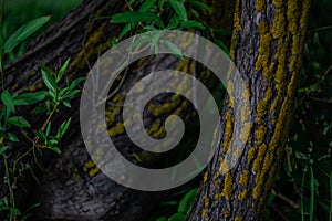 Curved embossed textured tree trunks with bright color yellow moss in green grass with leaves,