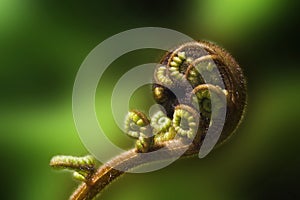 Curved fern frond photo