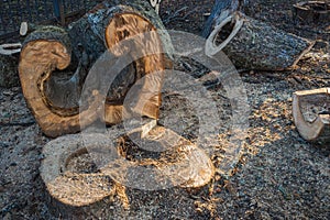 Curved and figurate sawed wood of a big tree trunk