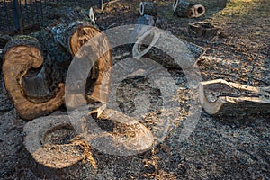 Curved and figurate sawed wood of a big tree trunk