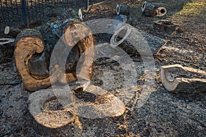 Curved and figurate sawed wood of a big tree trunk