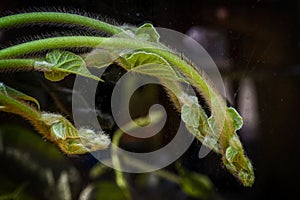 Curved Flower stalk in front of a dirty window