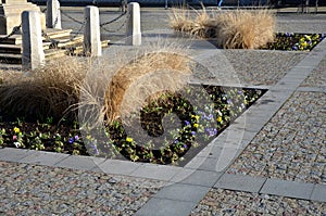 Curved flowerbed in a square in the street cobblestone gray and brick detail a combination of viola and ornamental yellow grass af