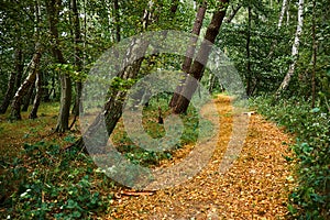 Curved footpath in a forest covered in golden leaves.