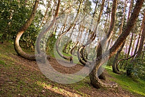 Curved forest