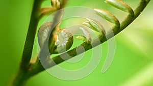 Curved fresh fern leaves pattern close-up macro photo