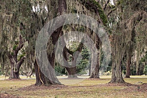 Curved Giant Live Oak Tree with Spanish Moss