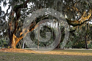 Curved Giant Live Oak Tree with Spanish Moss,