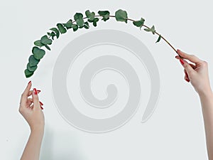 Curved green branch hands twig nature floristics