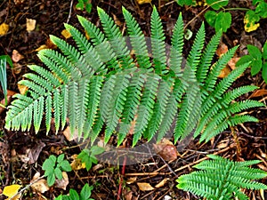 fern leaf in the forest photo