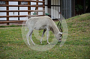 The curved horned antelopes Addax Addax nasomaculatus