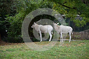 The curved horned antelopes Addax Addax nasomaculatus
