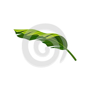 Curved leaf of banana palm tree with light and shadow. Bright green element of exotic plant. Tropical theme. Detailed