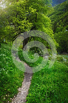 Curved narrow hiking pathway in the flowery green forest