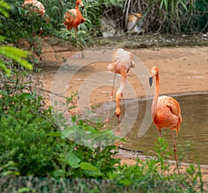 Curved neck-Flamingo at the side of the pond-Phoenicopteridae