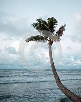 Curved Palm Tree on Hawaiian Beach