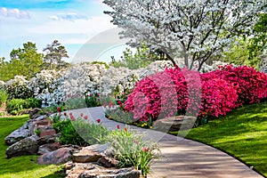 Curved path through banks of Azeleas and under dogwood trees with tulips under a blue sky - Beauty in nature