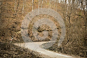 Curved path through beautiful yellow deciduous forest during winter