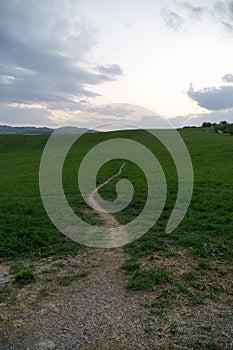 Curved paths and trails in the grass on the green meadow.