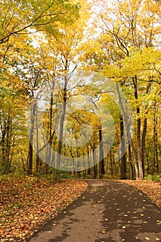 A curved pathway lined with fallen leaves and trees will fall foliage in Wisconsin