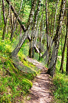 Curved pathway on the mixed forest slope. Birch pine and other trees in Asveja Regional Park in Lithuania. Some fallen trees in