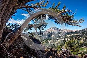 Curved Pine Limb and Brokeoff Mountain, Lassen National Park`