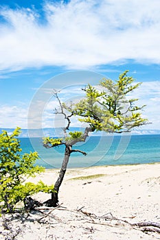 Curved pine trees on the sandy shore of the lake.  Landscape.