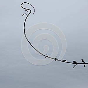 Curved plant branch with cloudy sky