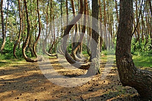 Curved Polish forest