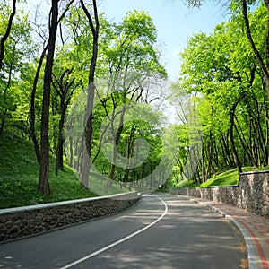 Curved road between the green trees