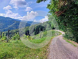 curved road on Pohorje Mountains. Slovenia. Green hills with vineyard and forest