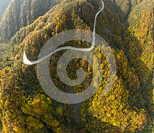 Curved roads and colored forests