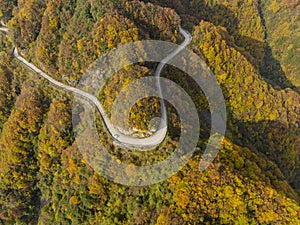 Curved roads and colored forests