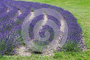 Curved rows of blooming lavender next the lawn in sunny day