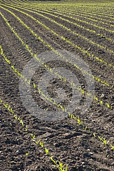 Curved Rows of Spring Corn