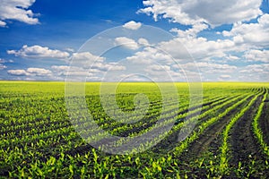 Curved Rows of Spring Corn